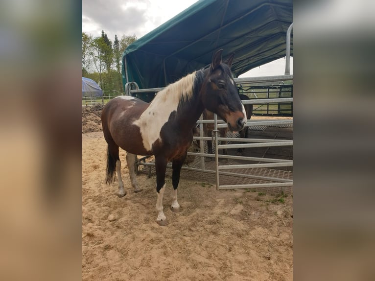 Pintos Gelding 17 years 14.3 hh Pinto in Cuxhaven