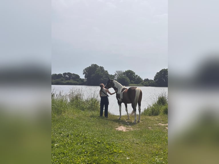 Pintos Gelding 17 years 15.1 hh Pinto in Escheburg