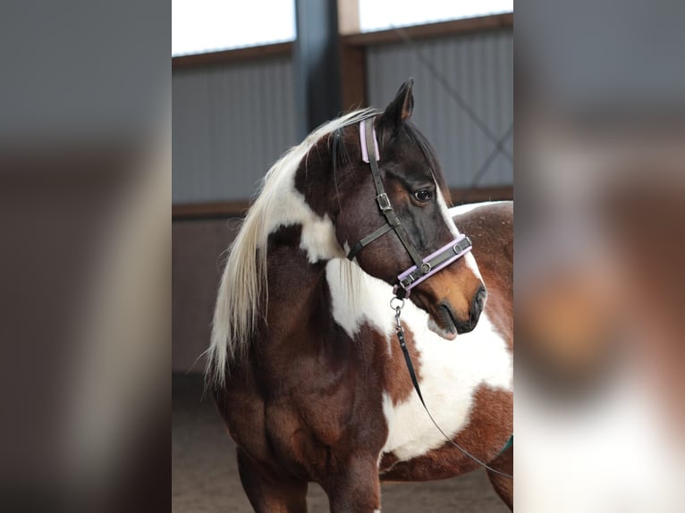 Pintos Gelding 17 years 15.1 hh Pinto in Escheburg