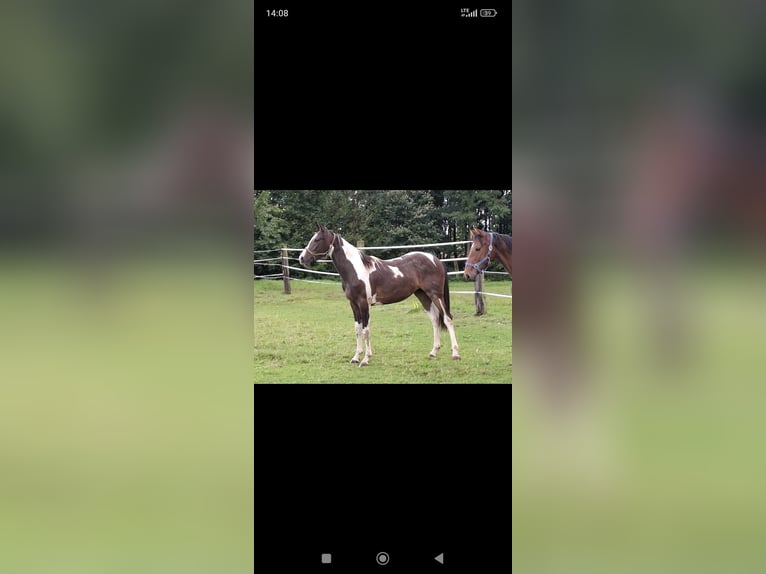 Pintos Gelding 1 year 16,2 hh Pinto in Passau