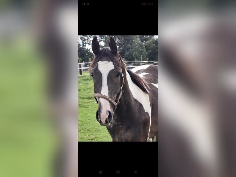 Pintos Gelding 1 year 16,2 hh Pinto in Passau