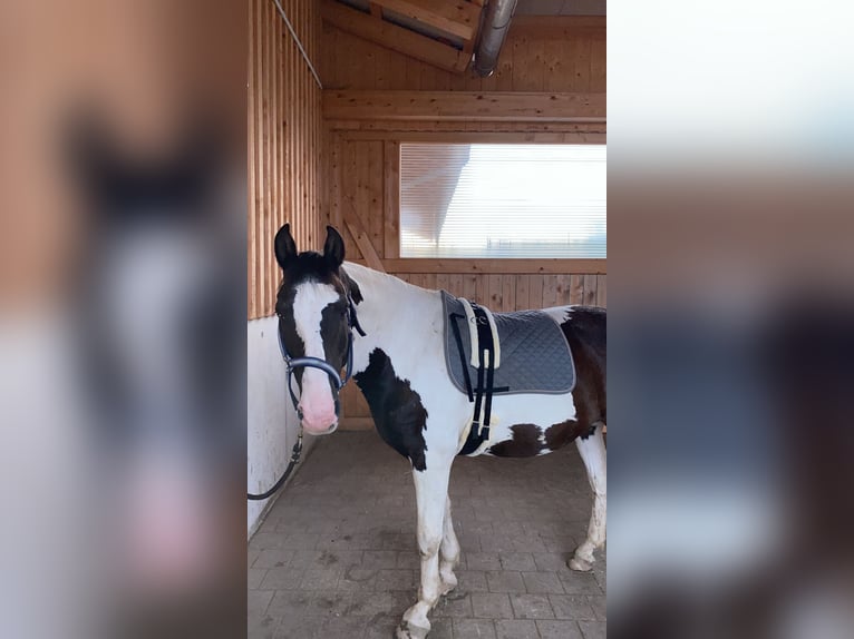 Pintos Gelding 20 years 14,3 hh Pinto in Pforzen