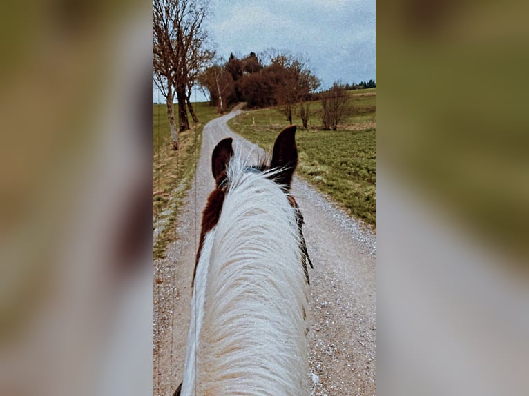 Pintos Gelding 20 years 14,3 hh Pinto in Pforzen