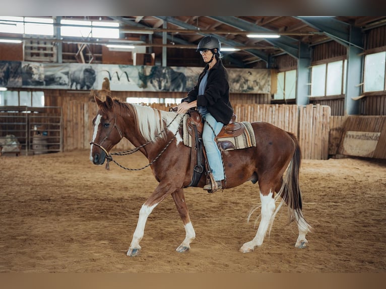 Pintos Gelding 20 years 15,1 hh Pinto in Haidm&#xFC;hle