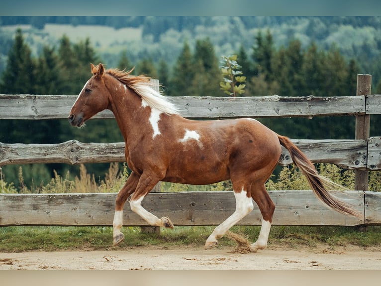 Pintos Gelding 21 years 15,1 hh Pinto in Haidmühle