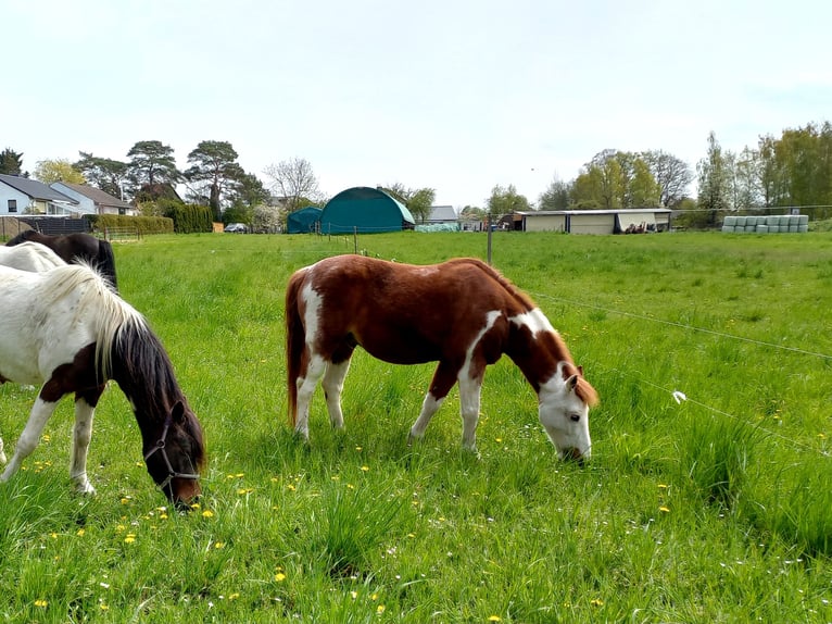 Pintos Gelding 22 years 12.2 hh Pinto in Greifswald