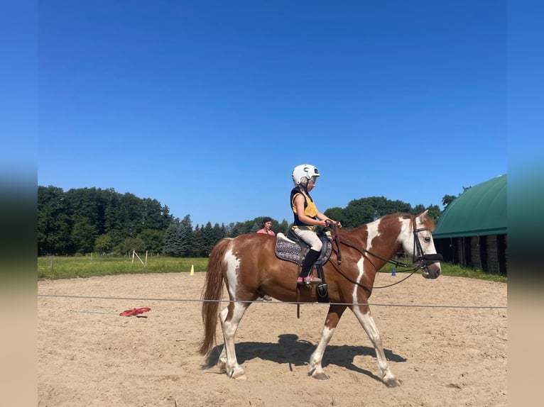 Pintos Gelding 22 years 12,2 hh Pinto in Greifswald