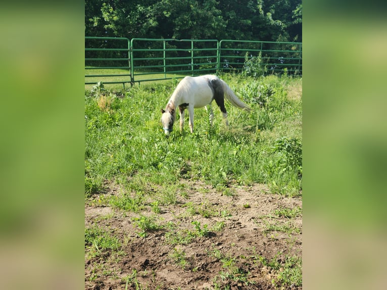 Pintos Gelding 2 years 11 hh Grullo in Prior Lake