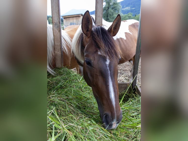 Pintos Gelding 2 years 16,1 hh Pinto in Selzthal