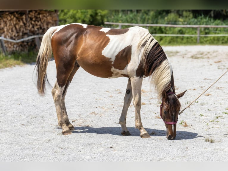 Pintos Gelding 2 years 16,1 hh Pinto in Selzthal