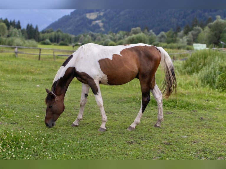 Pintos Gelding 2 years 16,1 hh Pinto in Selzthal