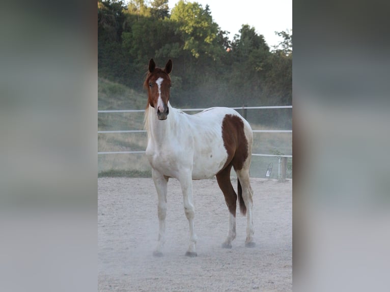 Pintos Gelding 2 years 17 hh Pinto in Urscha