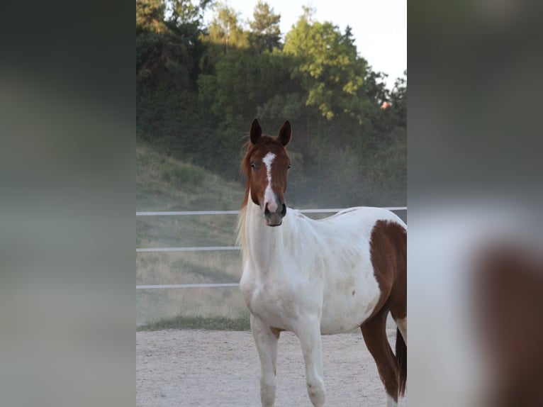 Pintos Gelding 2 years 17 hh Pinto in Urscha