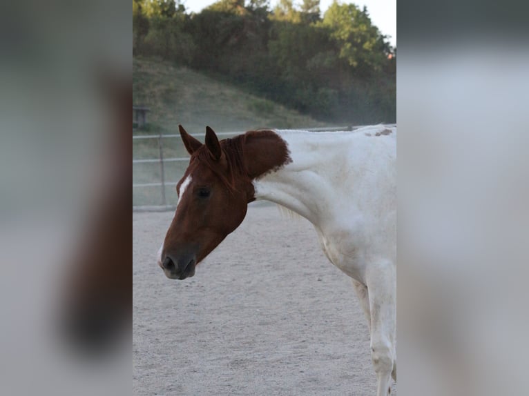 Pintos Gelding 2 years 17 hh Pinto in Urscha