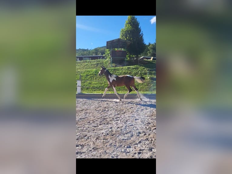 Pintos Gelding 2 years Pinto in Proleb