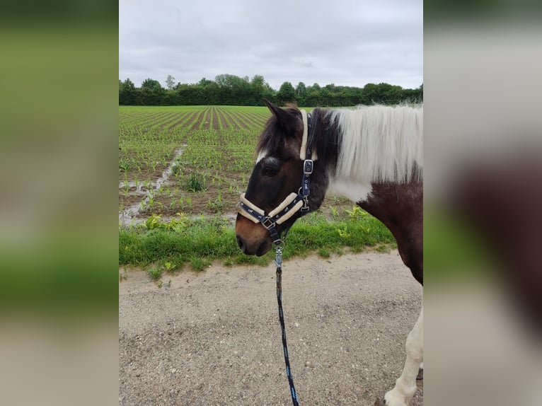Pintos Mix Gelding 32 years 13,2 hh Pinto in Frauenneuharting