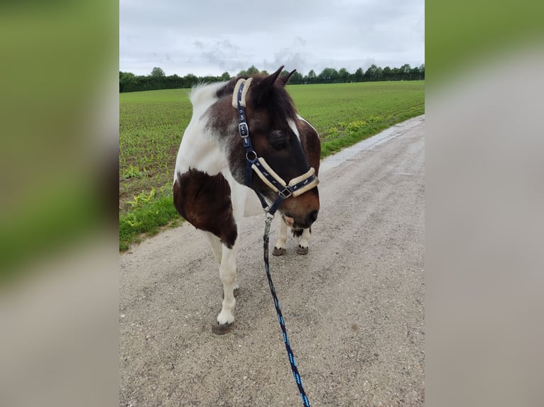 Pintos Mix Gelding 32 years 13,2 hh Pinto in Frauenneuharting