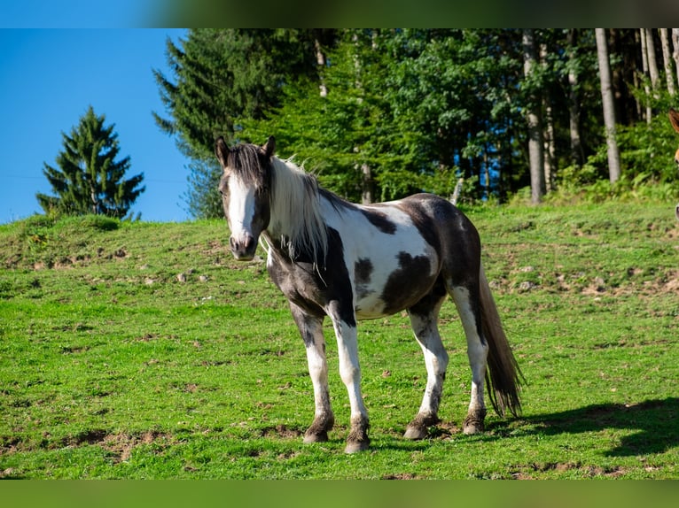 Pintos Gelding 3 years 13,1 hh Pinto in Wambach, Kleines Wiesental