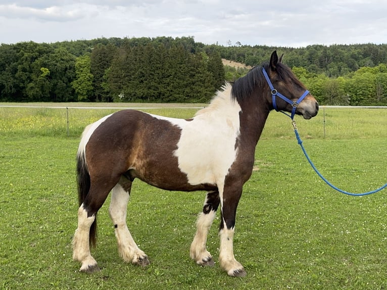 Pintos Gelding 3 years 14.1 hh Tobiano-all-colors in Fuchstal