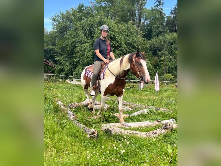 Pintos Mix Gelding 3 years 14,3 hh Pinto in Bayerbach