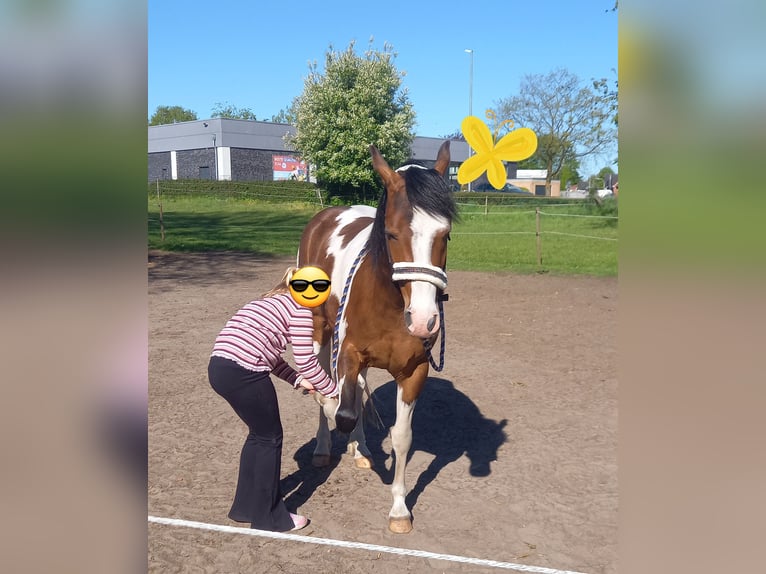 Pintos Mix Gelding 3 years 14 hh Pinto in Isterberg