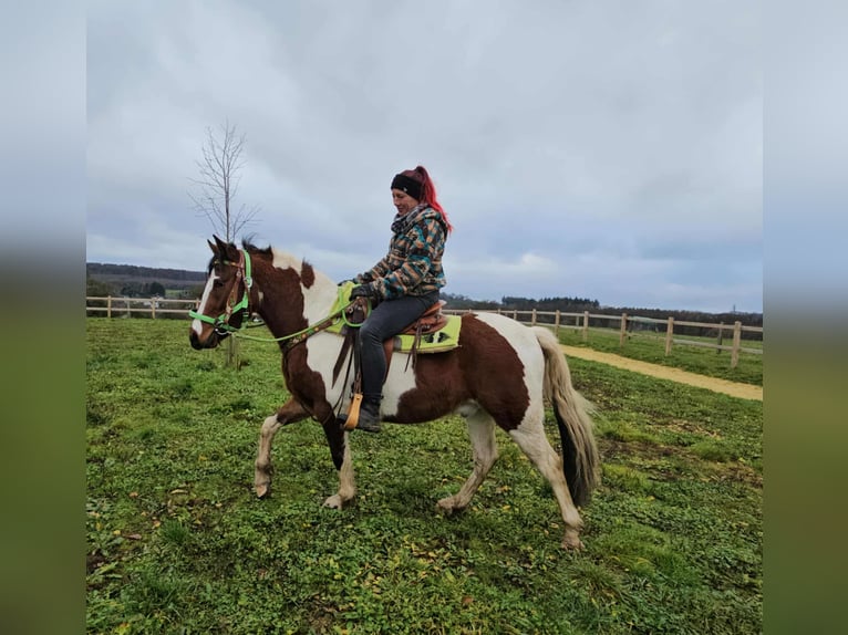 Pintos Gelding 3 years 14 hh Pinto in Linkenbach