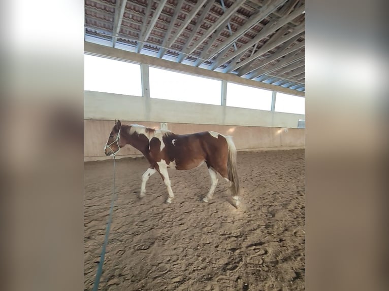 Pintos Gelding 3 years 15.1 hh  in Stammham