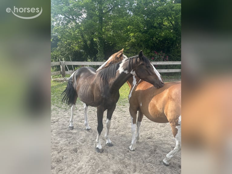 Pintos Gelding 3 years 15.1 hh Pinto in Holste