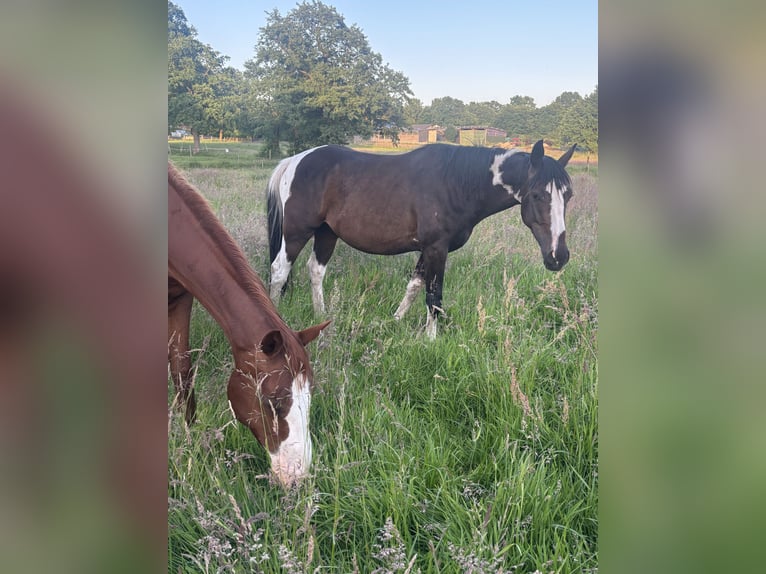 Pintos Gelding 3 years 15.1 hh Pinto in Holste