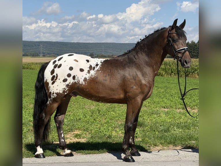 Pintos Mix Gelding 3 years 15.2 hh Leopard-Piebald in Riedlingen