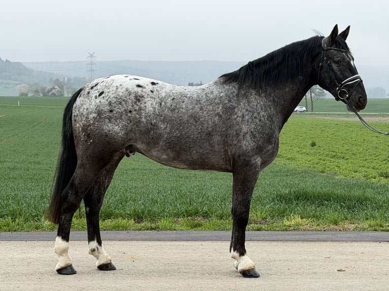 Pintos Mix Gelding 3 years 15.2 hh Leopard-Piebald in Riedlingen