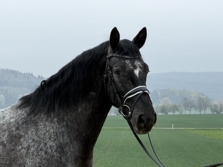 Pintos Mix Gelding 3 years 15.2 hh Leopard-Piebald in Riedlingen