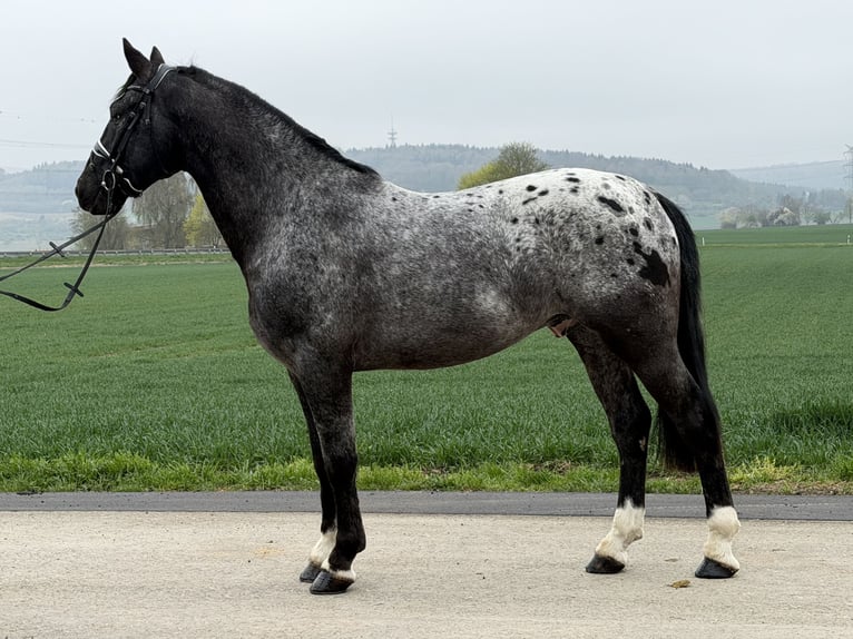 Pintos Mix Gelding 3 years 15.2 hh Leopard-Piebald in Riedlingen