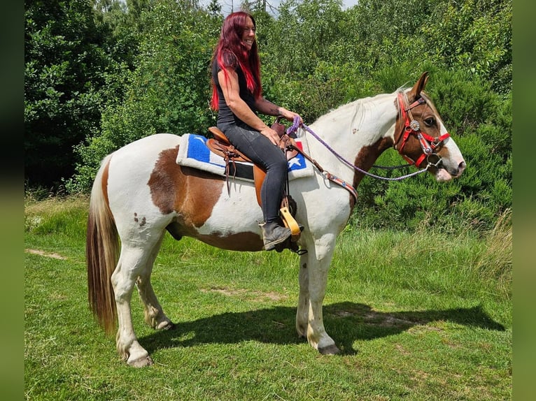 Pintos Gelding 3 years 15.2 hh Pinto in Linkenbach