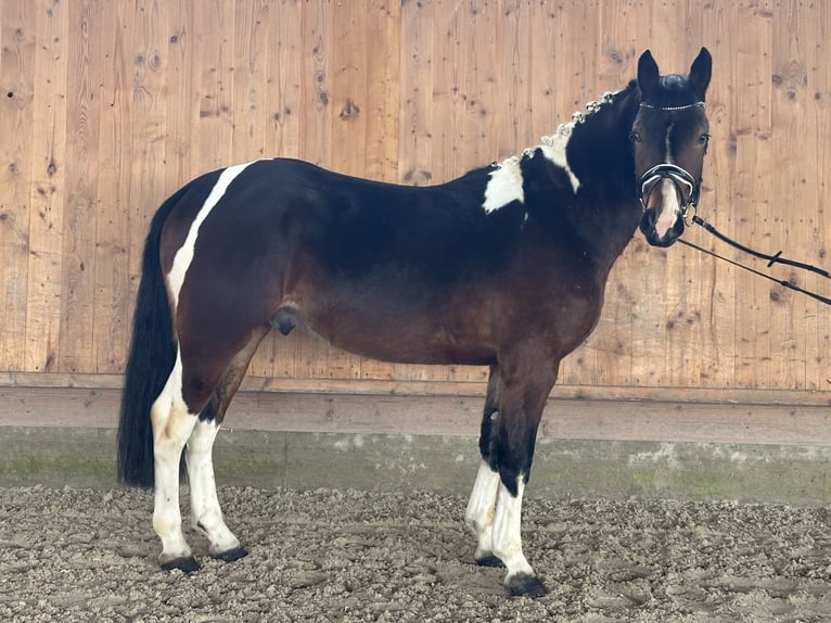 Pintos Gelding 3 years 15 hh Pinto in Riedlingen
