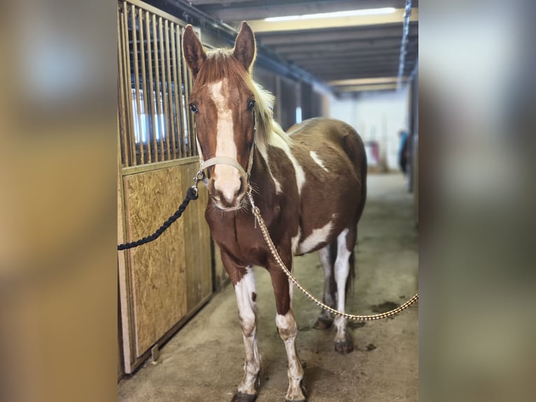 Pintos Gelding 3 years 15,1 hh  in Stammham