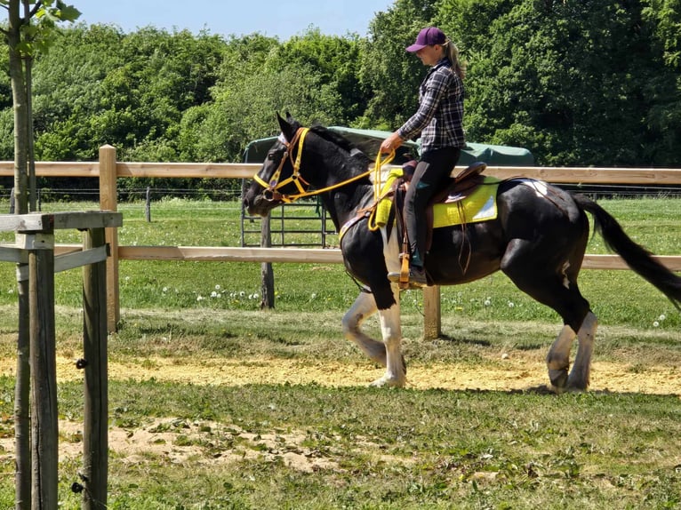 Pintos Gelding 3 years 15,1 hh Pinto in Linkenbach