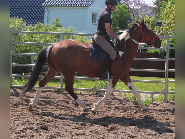 Pintos Gelding 3 years 15,1 hh Pinto in Buttstädt