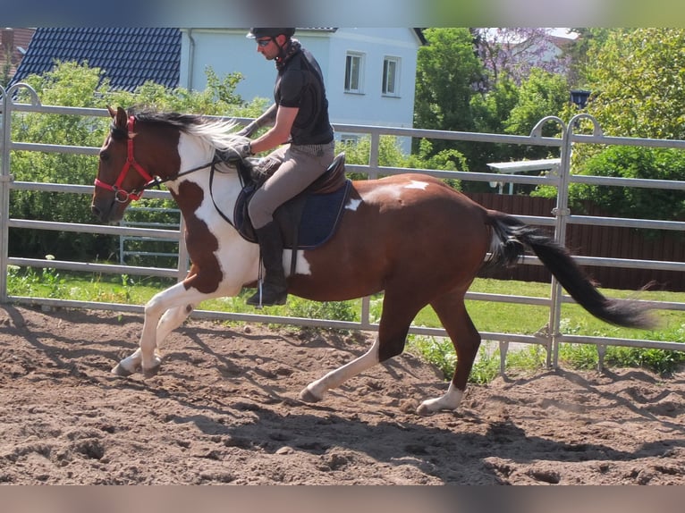 Pintos Gelding 3 years 15,1 hh Pinto in Buttstädt