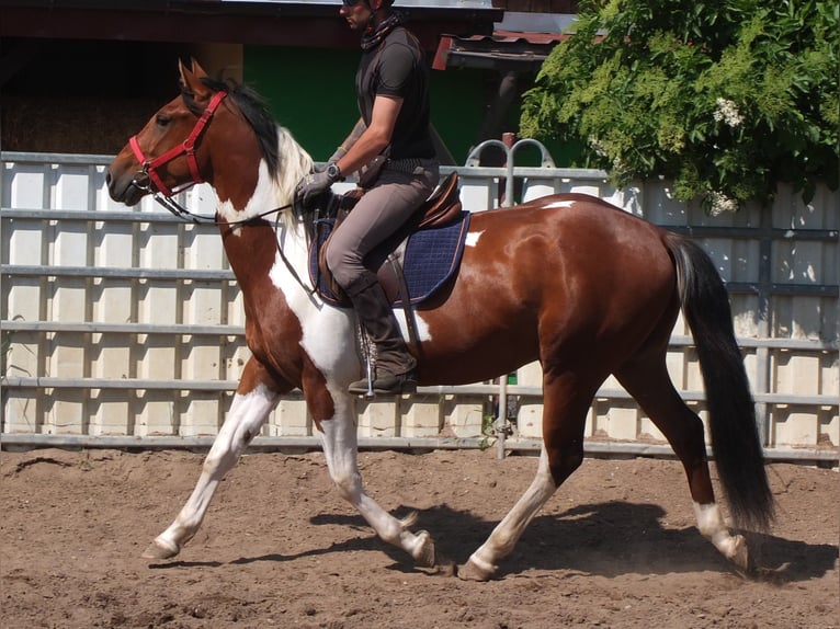 Pintos Gelding 3 years 15,1 hh Pinto in Buttstädt