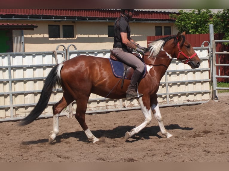 Pintos Gelding 3 years 15,1 hh Pinto in Buttstädt