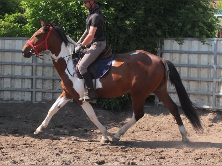 Pintos Gelding 3 years 15,1 hh Pinto in Buttstädt