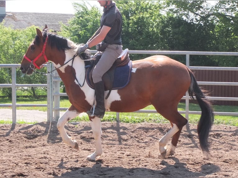 Pintos Gelding 3 years 15,1 hh Pinto in Buttstädt