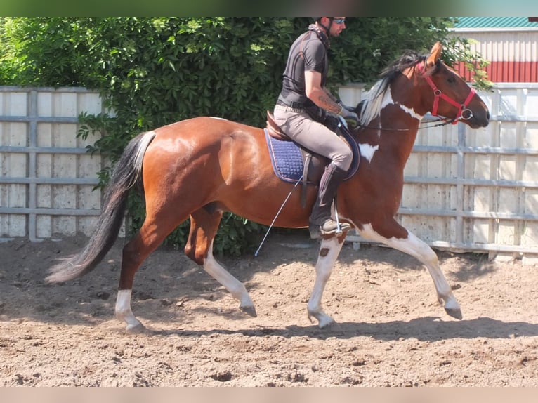Pintos Gelding 3 years 15,1 hh Pinto in Buttstädt