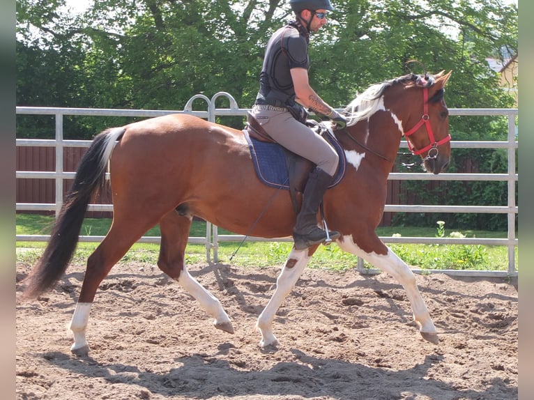 Pintos Gelding 3 years 15,1 hh Pinto in Buttstädt