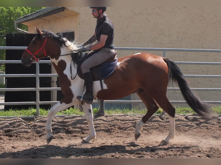 Pintos Gelding 3 years 15,1 hh Pinto in Buttstädt