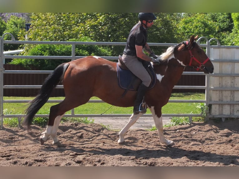 Pintos Gelding 3 years 15,1 hh Pinto in Buttstädt