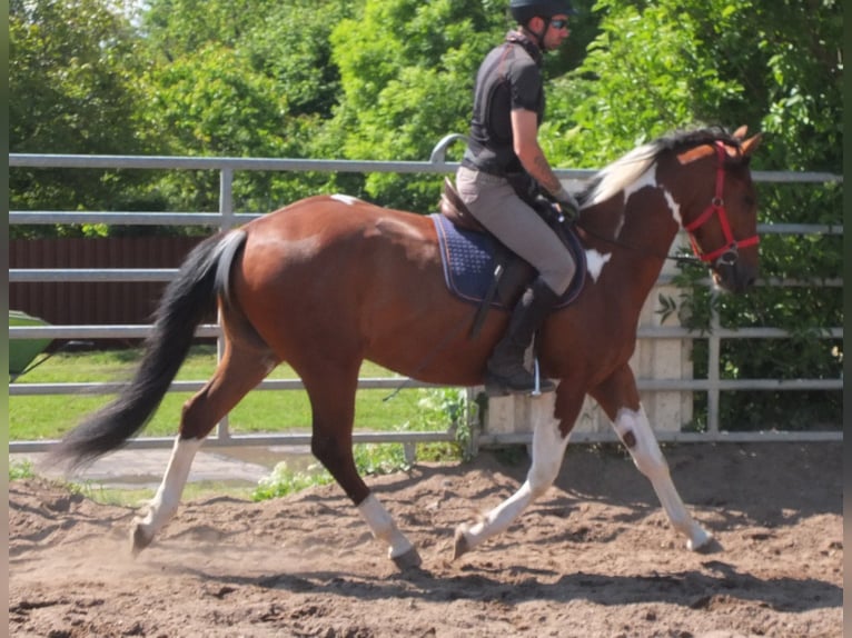 Pintos Gelding 3 years 15,1 hh Pinto in Buttstädt