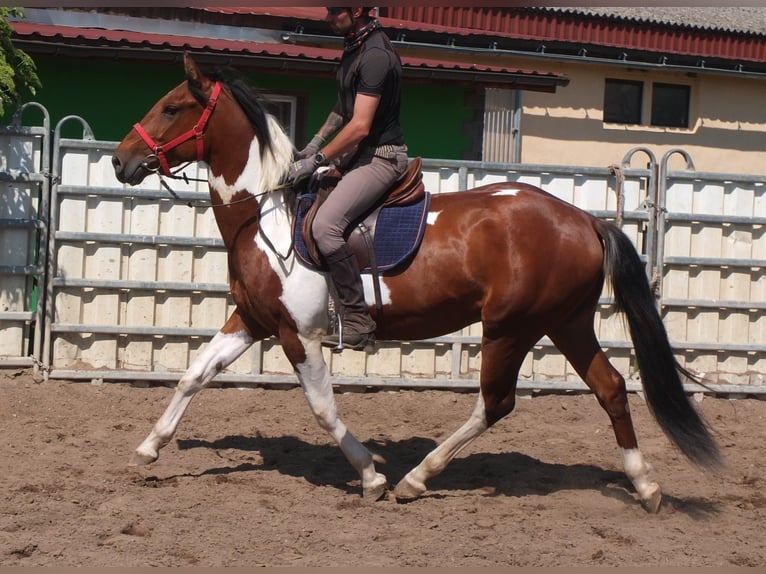 Pintos Gelding 3 years 15,1 hh Pinto in Buttstädt