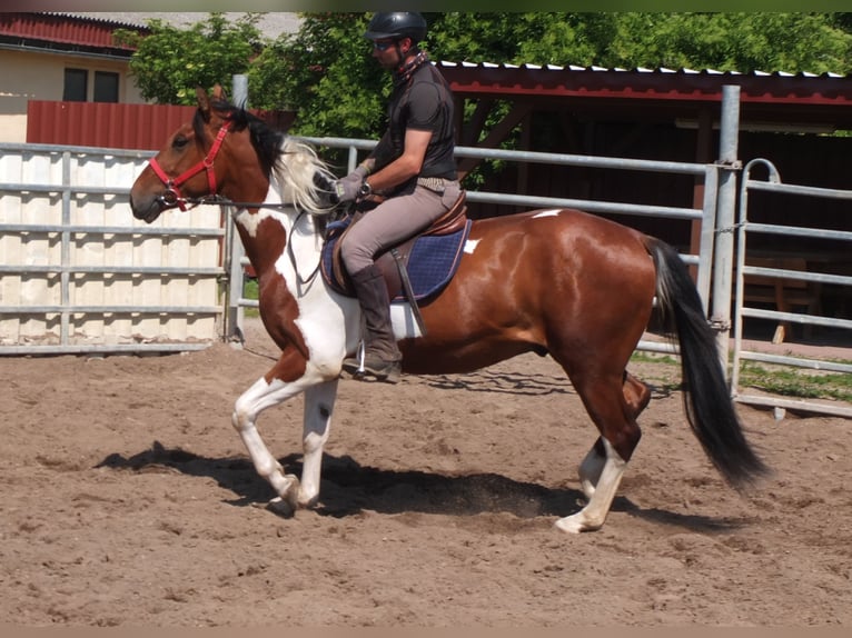 Pintos Gelding 3 years 15,1 hh Pinto in Buttstädt